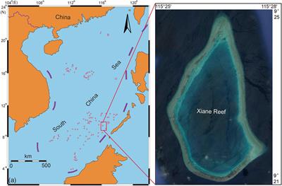 Combination Analysis of Metatranscriptome and Metagenome Reveal the Composition and Functional Response of Coral Symbionts to Bleaching During an El Niño Event